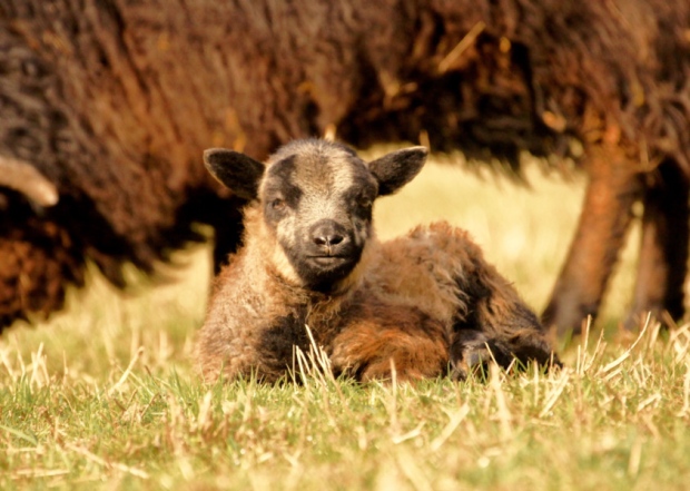 Living the Dream: My first experience of lambing