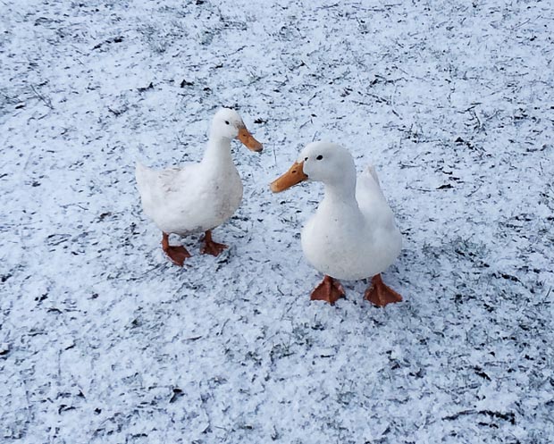 Aylesbury-Ducks