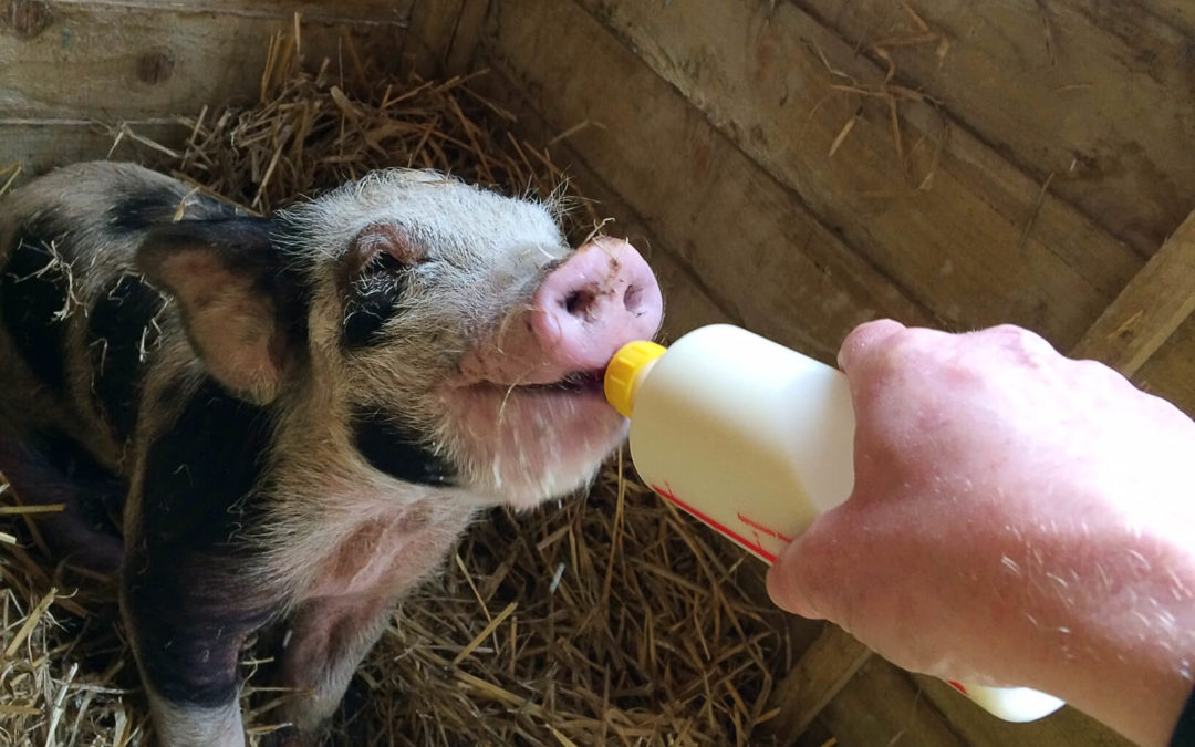 Living the Dream: New piggies on the farm