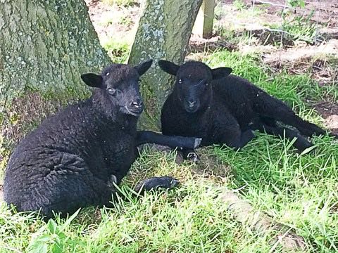 Living the Dream: Twins arrive at the end of lambing