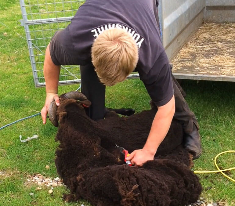 Living the Dream: Sheering time and pregnancy watch
